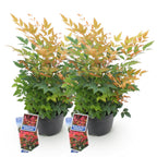 Green boutiQ - Plante de jardin - Nandina Gulfstream - Orange - 2 plantes - Persistant - Peu d'entretien - Pot 17cm Hauteur 45cm