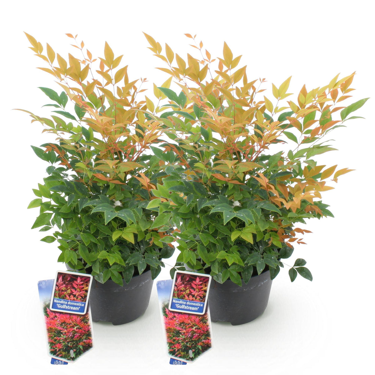Green boutiQ - Plante de jardin - Nandina Gulfstream - Orange - 2 plantes - Persistant - Peu d'entretien - Pot 17cm Hauteur 45cm