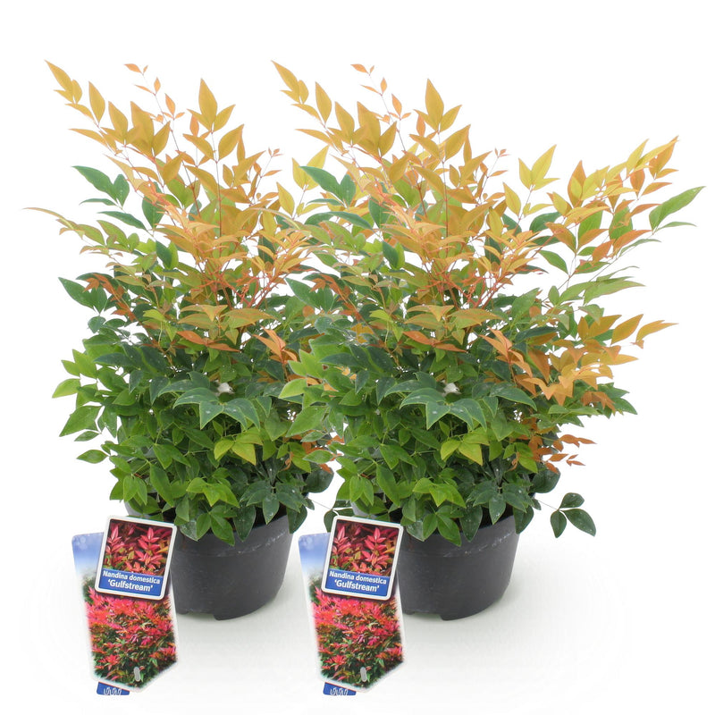 Green boutiQ - Tuinplant - Nandina Gulfstream - Oranje - 2 Planten - Groenblijvend - Weinig Onderhoud - Pot 17cm Hoogte 45cm