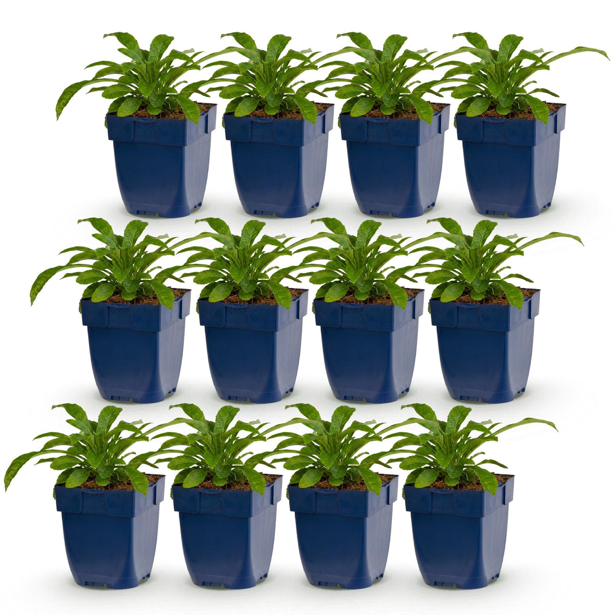 Green boutiQ - Plante vivace - Campanula pers. Alba - Campanule à feuilles de pêcher - Attire les abeilles et les papillons - Blanc - 12 plantes - Pot 11cm - Hauteur 15-25cm