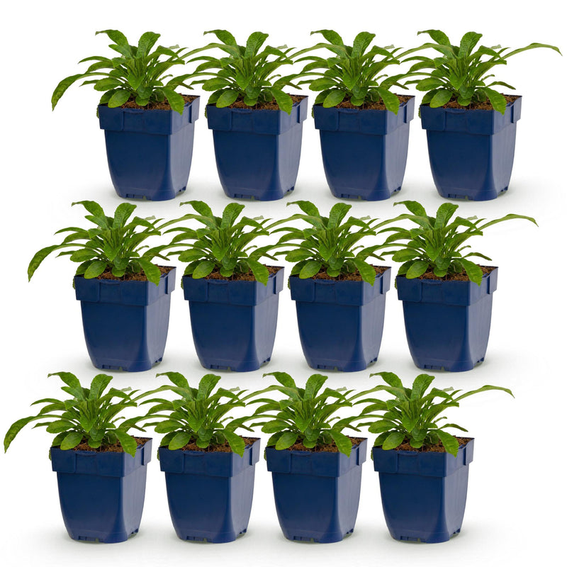 Green boutiQ - Vasteplant - Campanula pers. Alba - Perzikbladklokje - Bijen en Vlinderlokkers - Wit - 12 Planten - Pot 11cm - Hoogte 15-25cm