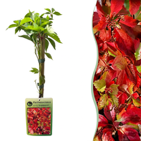Parthenocissus quin. 'Engelmannii' - Engelmann ivy - Yellow - Green - Climber - Ø9cm - ↕35cm