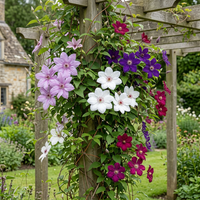 8x Clematis Rainbow - Bosrank - Paars - Rood - Roze - Wit - Klimplant - Ø9cm - ↕35cm