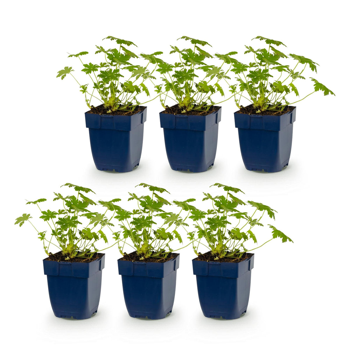 Green boutiQ - Plante vivace - Geranium macr. Ingwersen's Variety - Géranium vivace - Couvre-sol - Rose clair - 6 Plantes - Pot 11cm - Hauteur 15-25cm