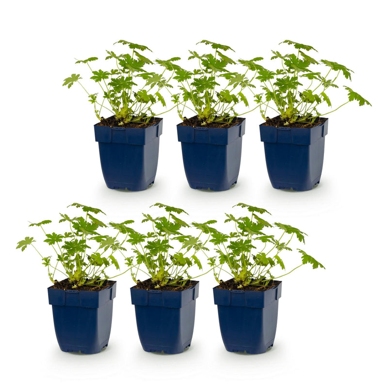 Green boutiQ - Vasteplant - Geranium macr. Ingwersen's Variety - Ooievaarsbek - Bodembedekkend - Licht Roze - 6 Planten - Pot 11cm - Hoogte 15-25cm