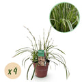 Green boutiQ - Graminées ornementales - Carex morrowii Ice Dance - Blanc & Vert - 4 Plantes - Persistant - Peu d'entretien - Pot 17cm Hauteur 50cm
