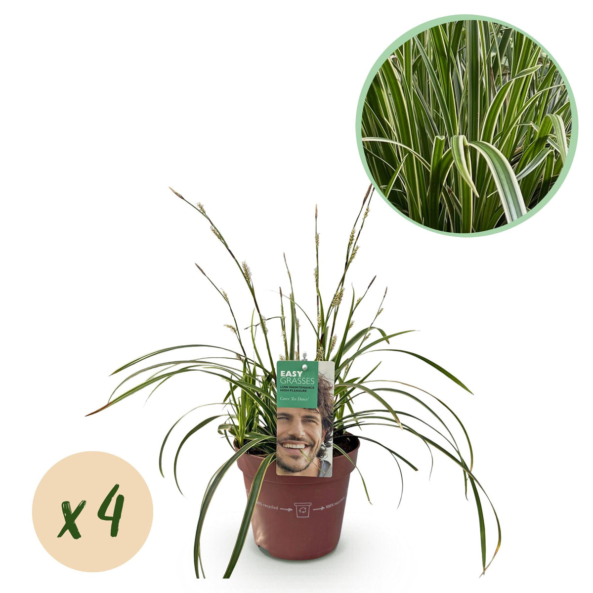 Green boutiQ - Graminées ornementales - Carex morrowii Ice Dance - Blanc & Vert - 4 Plantes - Persistant - Peu d'entretien - Pot 17cm Hauteur 50cm