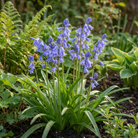 80x Hyacinthoides non Scripta - Wilde hyacint - Blauw - Verwilderingsbol - Bolmaat 7/8