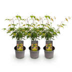 Green boutiQ - Plante de jardin - Acer palmatum Katsura - Orange - 3 plantes - Caduc - Peu d'entretien - Pot 12cm Hauteur 35cm