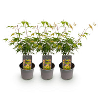 Green boutiQ - Tuinplant - Acer palmatum Katsura - Oranje - 3 Planten - Bladverliezend - Weinig Onderhoud - Pot 12cm Hoogte 35cm