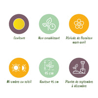 Green boutiQ - Bloembollen - Narcis Yellow - Kleur Geel - 40 stuks - Bolmaat 10/12