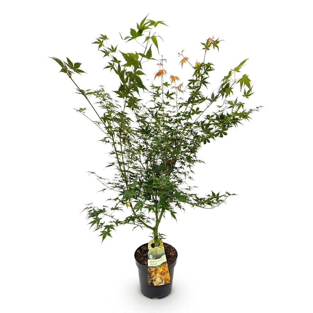 Green boutiQ - Plante de jardin - Acer palmatum Katsura - Érable japonais - Caduc - Vert - 1 - Pot 26cm - Hauteur 90cm