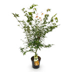 Green boutiQ - Plante de jardin - Acer palmatum Katsura - Érable japonais - Caduc - Vert - 1 - Pot 26cm - Hauteur 90cm