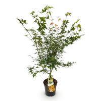 Green boutiQ - Tuinplant - Acer palmatum Katsura - Japanse Esdoorn - Bladverliezend - Groen - 1 - Pot 26cm - Hoogte 90cm