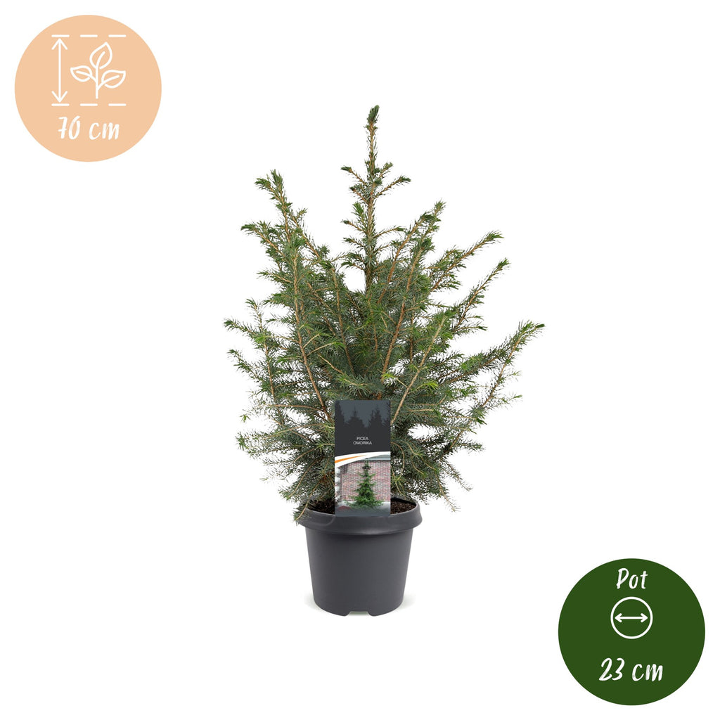 Picea omorika - Serbian Spruce - Green - Christmas tree - Ø23cm - ↕70cm