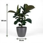 Green boutiQ - Zimmerpflanze - Gummibaum - Ficus Elastica Cloe - Grün - Pflegeleicht - 1 Pflanze - mit Topf Grau - Topf 19cm - Höhe 65cm