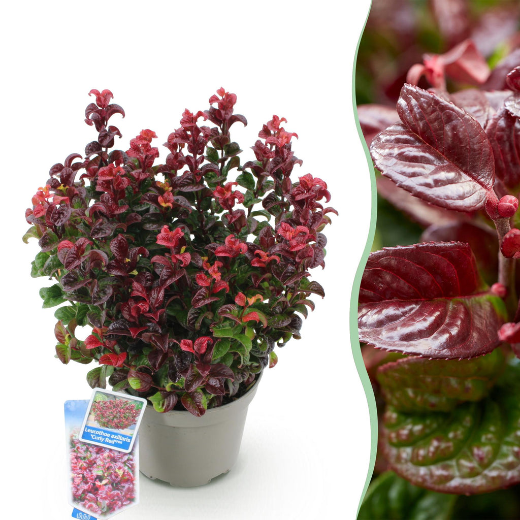 Green boutiQ - Plante de jardin - Leucothoe Curly Red - Rouge - 1 plante - Persistant - Peu d'entretien - Pot 17cm Hauteur 40cm