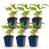 Green boutiQ - Vasteplant - Anemone hybr. Hon. Jobert - Herfst Anemoon - Schaduw - Wit - 6 Planten - Pot 11cm - Hoogte 15-25cm