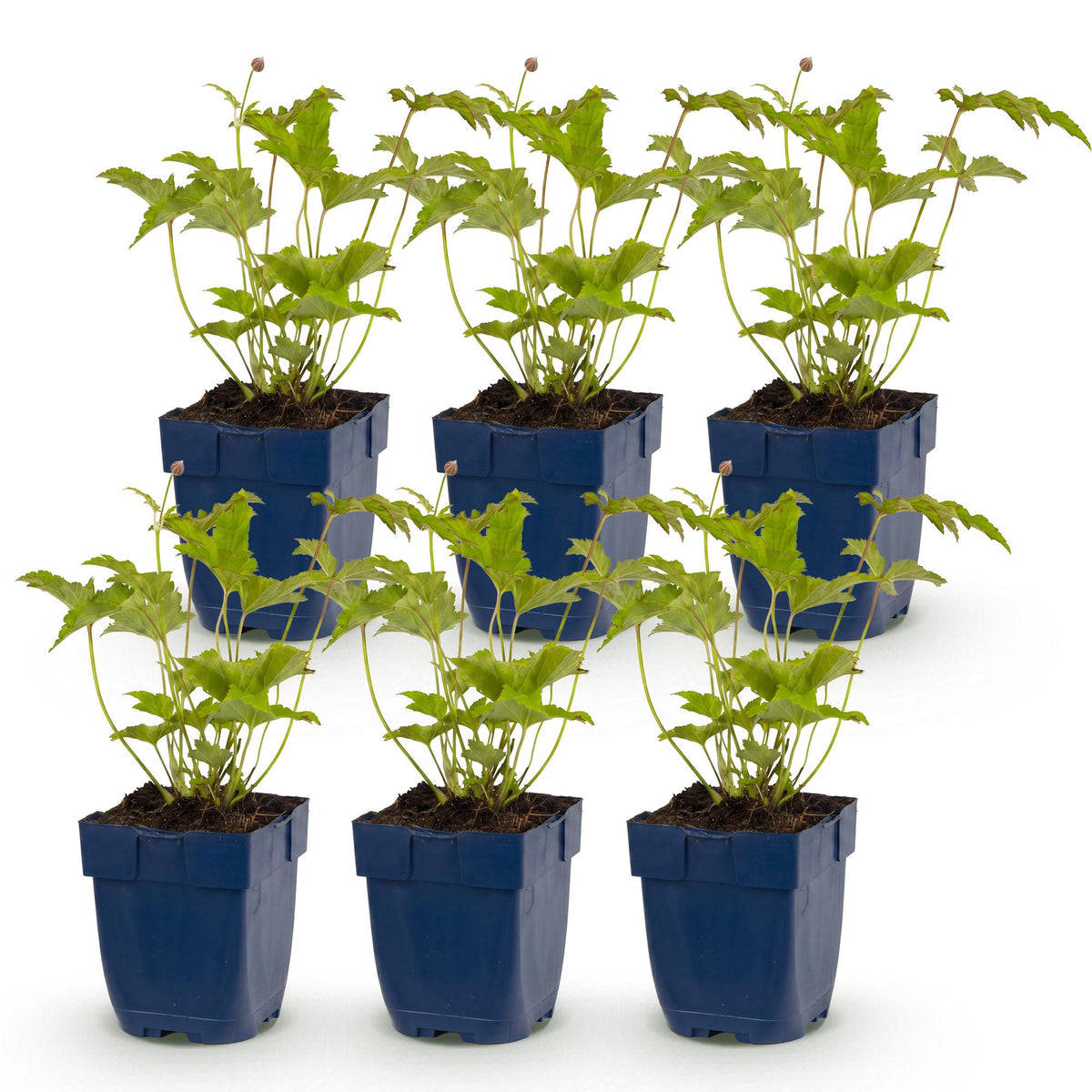 Green boutiQ - Plante vivace - Anemone hybr. Hon. Jobert - Anémone d'automne - Ombre - Blanc - 6 plantes - Pot 11cm - Hauteur 15-25cm