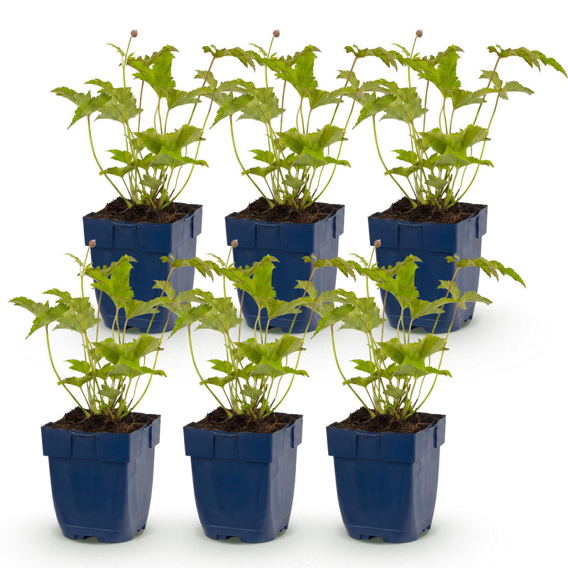 Green boutiQ - Vasteplant - Anemone hybr. Hon. Jobert - Herfst Anemoon - Schaduw - Wit - 6 Planten - Pot 11cm - Hoogte 15-25cm
