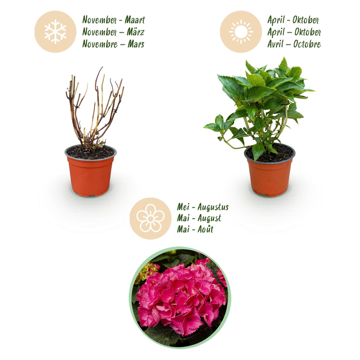 Green boutiQ - Gartenpflanze - Hydrangea macrophylla Rot - Hortensie - Winterhart - Rot - 3 Pflanzen - Topf 12cm - Höhe 20-30cm