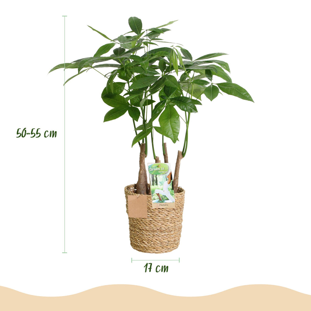Green BoutiQ - Le vert, c'est... Plantes d'intérieur - Pachira Aquatica multi-troncs - Arbre à monnaie - Peu d'entretien - avec panier - Vert - 1 plante - Pot 17cm - Hauteur 50-55cm