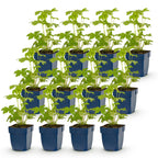 Green boutiQ - Stauden - Delphinium (P) Astolat - Rittersporn - Bienen- und Schmetterlingsmagnet - Rosa - 12 Pflanzen - Topf 11cm - Höhe 15-25cm