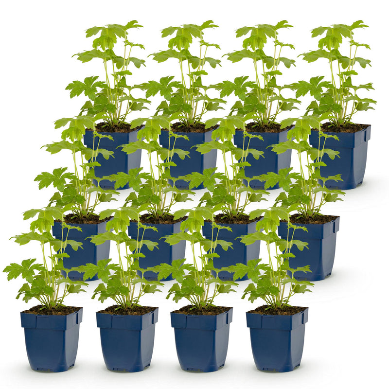 Green boutiQ - Vasteplant - Delphinium (P) Astolat - Ridderspoor - Bijen en Vlinderlokkers - Roze - 12 Planten - Pot 11cm - Hoogte 15-25cm