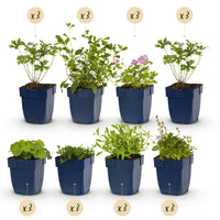 Green boutiQ - Borderpakket - Bodembedekkend - 24 Vaste planten - 3 m2 - Diversen kleuren - Weinig Onderhoud - Pot 11cm