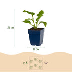 Green boutiQ - Stauden - Echinacea purp. Magnus - Sonnenhut - Bienen- und Schmetterlingsmagnet - Rosa - 12 Pflanzen - Topf 11cm - Höhe 15-25cm