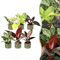 6x Baby Philodendron Family - White - Pink - Yellow - Green - Red - Tropical - incl. Linnea Olive - Ø6cm - ↕10-15cm