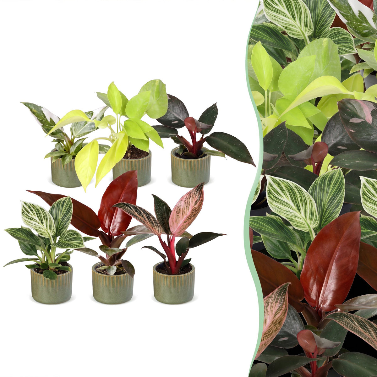 6x Baby Philodendron Family - White - Pink - Yellow - Green - Red - Tropical - incl. Linnea Olive - Ø6cm - ↕10-15cm