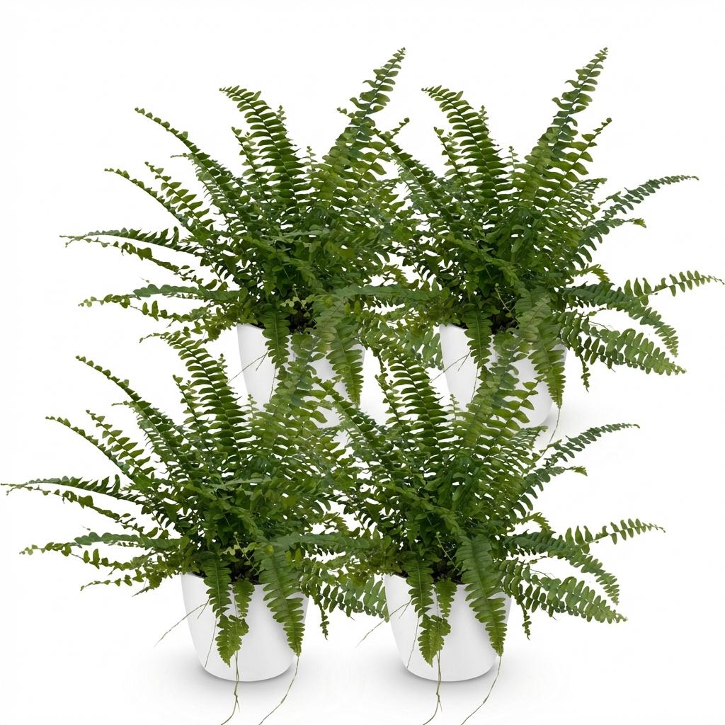 Green boutiQ - Zimmerpflanze - Nephrolepis exaltata Green Lady - Farn - Haustierfreundliche Pflanze - Grün - 4 Pflanzen - mit Übertopf Weiß - Topf 12cm - Höhe 25cm