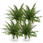 Green boutiQ - Zimmerpflanze - Nephrolepis exaltata Green Lady - Farn - Haustierfreundliche Pflanze - Grün - 4 Pflanzen - mit Übertopf Weiß - Topf 12cm - Höhe 25cm