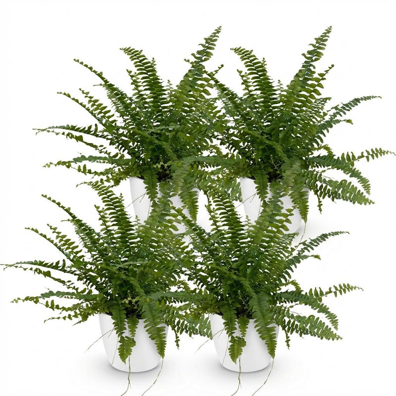 Green boutiQ - Kamerplant - Nephrolepsis exaltata Green Lady - Varen - Huisdiervriendelijke Plant - Groen - 4 Planten - met Potter Wit - Pot 12cm - Hoogte 25cm