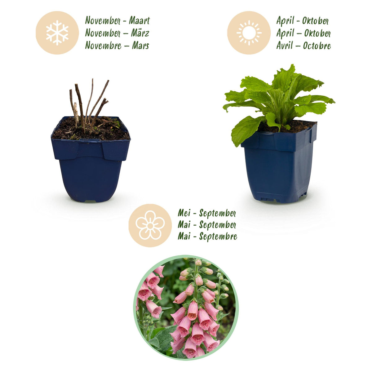 Green boutiQ - Plante vivace - Digitalis mertonensis - Digitale - Ombre - Rose - 6 plantes - Pot 11cm - Hauteur 15-25cm