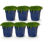 Green boutiQ - Stauden - Isotoma fluviatilis - Sternblume - Steingartenpflanzen - Hellblau - 6 Pflanzen - Topf 11 cm - Höhe 15-25 cm