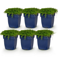 Green boutiQ - Vasteplant - Isotoma fluviatilis - Sterrenbloem - Rotsplanten - Licht Blauw - 6 Planten - Pot 11cm - Hoogte 15-25cm