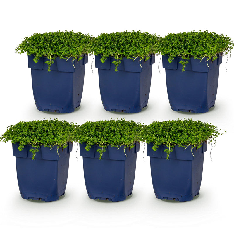 Green boutiQ - Vasteplant - Isotoma fluviatilis - Sterrenbloem - Rotsplanten - Licht Blauw - 6 Planten - Pot 11cm - Hoogte 15-25cm
