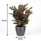 Green boutiQ - Plante d'intérieur - Plante paon - Calathea Makoyana - Vert - Entretien facile - 1 plante - avec pot gris - Pot 19cm - Hauteur 70cm