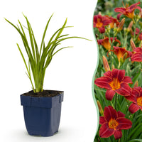 Green boutiQ - Vasteplant - Hemerocallis Autumn Red - Daglelie - Bijen en Vlinderlokkers - Rood - 6 Planten - Pot 11cm - Hoogte 15-25cm