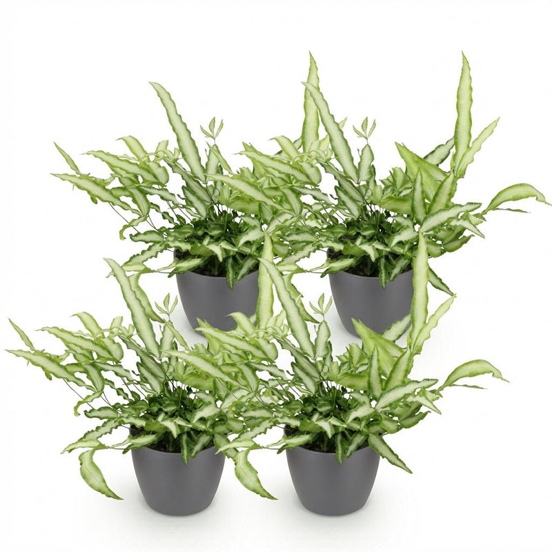 Green boutiQ - Kamerplant - Pteris cretica Albolineata - Lintvaren - Huisdiervriendelijke Plant - Groen - 4 Planten - met Potter Grijs - Pot 12cm - Hoogte 20cm