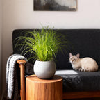 Green boutiQ - Zimmerpflanze - Cyperus alternifolius Zumula - Katzengras - Haustierfreundlich - Grün - 4 Pflanzen - Topf 12cm - Höhe 28-30cm