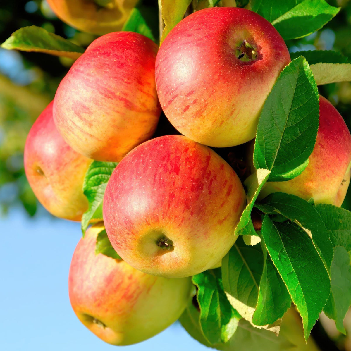 Green boutiQ - Pommier - Malus domestica Jonagold - Pommier - Rustique - Pomme jaune-verte - 1 plante - Pot 21cm - Hauteur 90cm
