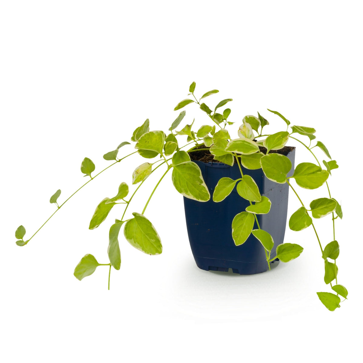 Vasteplant - Vinca major Variegata - Maagdenpalm - Bodembedekkend - Blauw - 1 Plant - Pot 11cm - Hoogte 15-25cm
