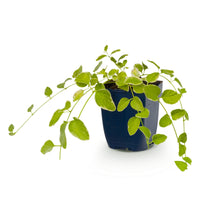 Vasteplant - Vinca major Variegata - Maagdenpalm - Bodembedekkend - Blauw - 1 Plant - Pot 11cm - Hoogte 15-25cm