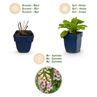 Green boutiQ - Vasteplant - Digitalis purp. Gloxiniiflora - Vingerhoedskruid - Schaduw - Wit-Roze - 1 Plant - Pot 11cm - Hoogte 15-25cm