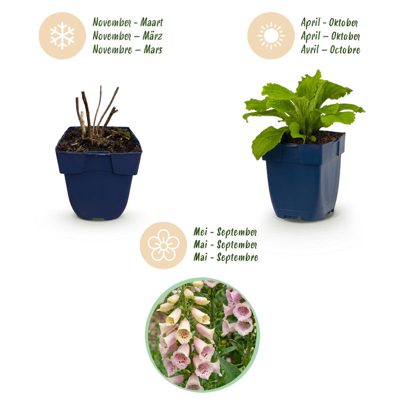 Green boutiQ - Vasteplant - Digitalis purp. Gloxiniiflora - Vingerhoedskruid - Schaduw - Wit-Roze - 1 Plant - Pot 11cm - Hoogte 15-25cm