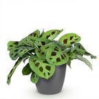 Green boutiQ - Zimmerpflanze - Maranta Fascinator Kerchoveana - Zebra-Pfeilwurz - Haustierfreundliche Pflanze - Grün - 1 Pflanze - mit Topf Grau - Topf 12cm - Höhe 25cm