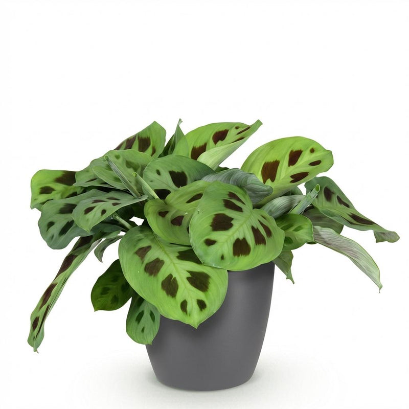 Green boutiQ - Kamerplant - Maranta Fascinator Kerchoveana - Zebraplant - Huisdiervriendelijke Plant - Groen - 1 Plant - met Potter Grijs - Pot 12cm - Hoogte 25cm